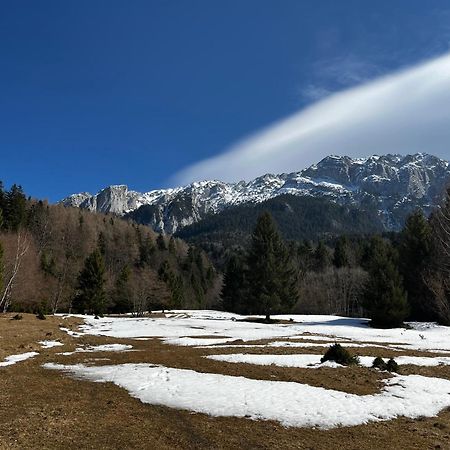 Pensiunea Aliart Zărneşti Exteriör bild