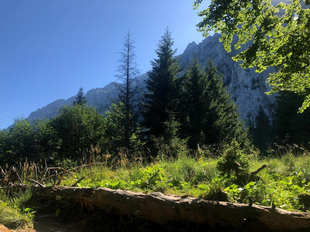 Pensiunea Aliart Zărneşti Exteriör bild